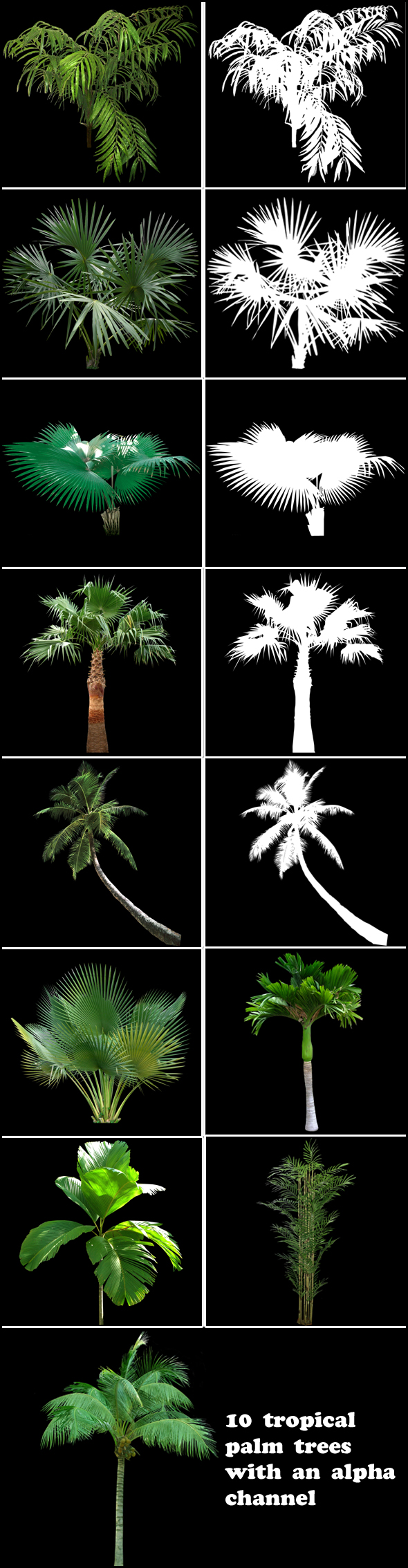 Tropical palm trees(alpha - 3Docean 88059