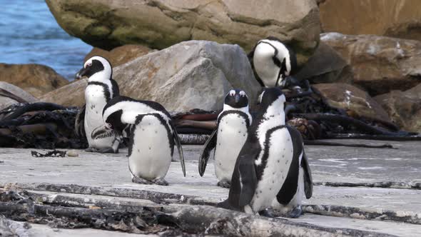 Penguin waddle on the rocks of Betty's Bay in South Africa alt