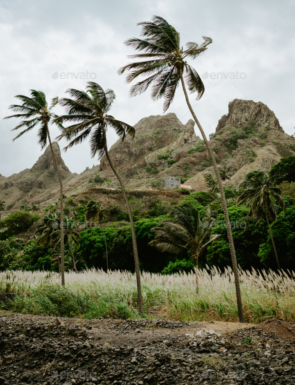 Palm trees near dried-up stream surrounded by fertile green valley and rugged cliffs in background - Stock Photo - Images