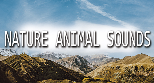 Nature Animals Sounds