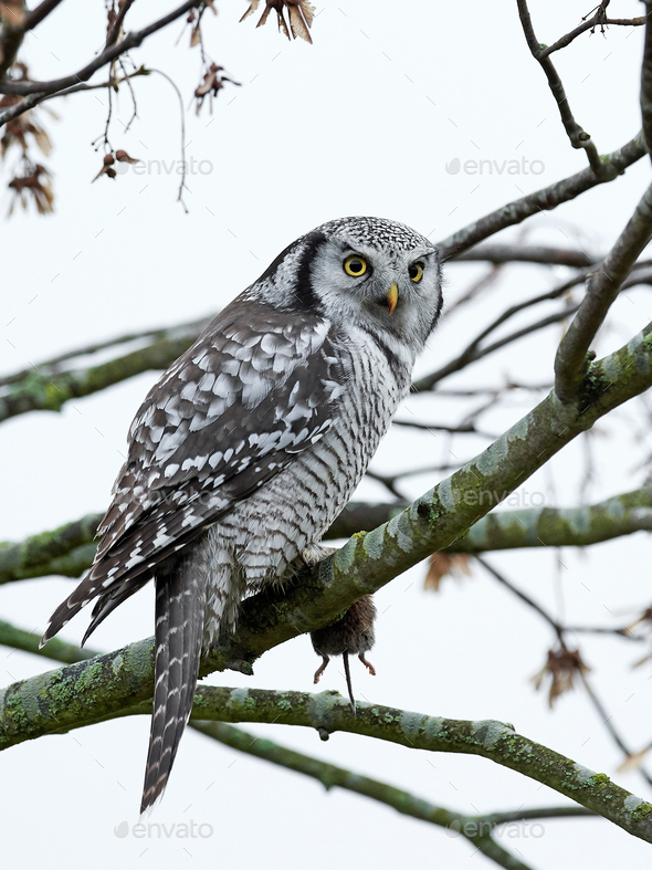 Northern Hawk Owl (Surnia ulula) - Stock Photo - Images