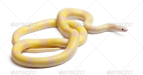 Snow yellow contrast Honduran milk snake, Lampropeltis triangulum ...