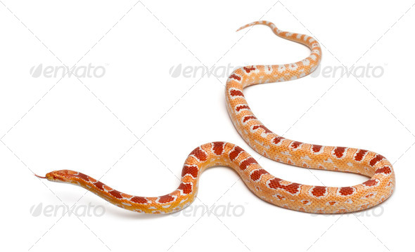 Okkeetee albinos reverse Corn Snake or Red Rat Snake, Pantherophis guttatus