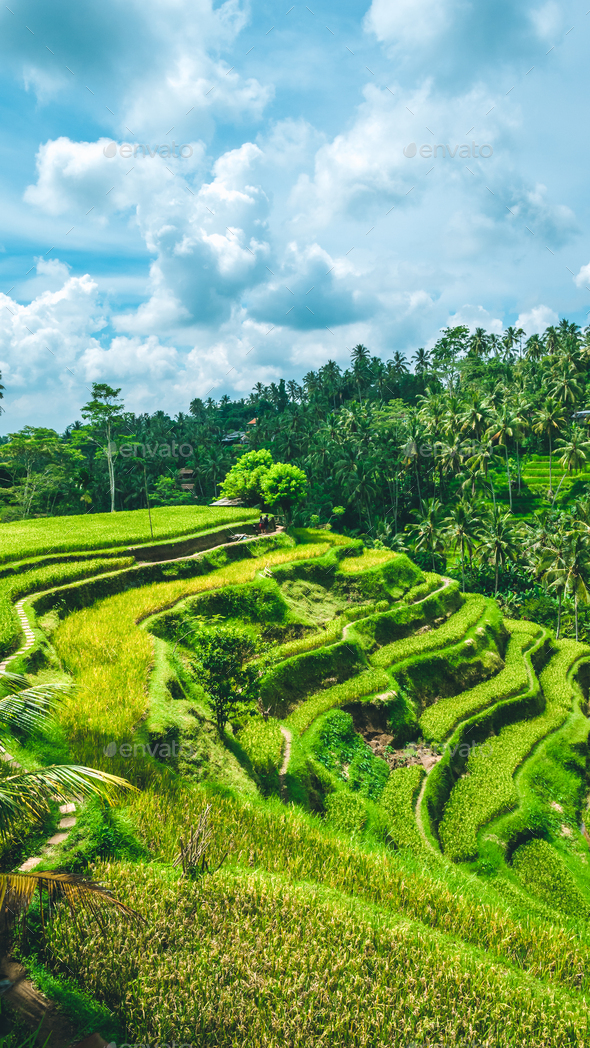 Moving rainy clouds over amazing tegalalang Rice Terrace field with beautiful palm trees growing in - Stock Photo - Images