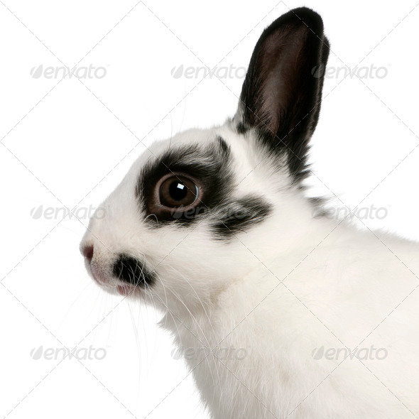 Close-up of Dalmatian rabbit, 2 months old, Oryctolagus cuniculus, in front of white background - Stock Photo - Images