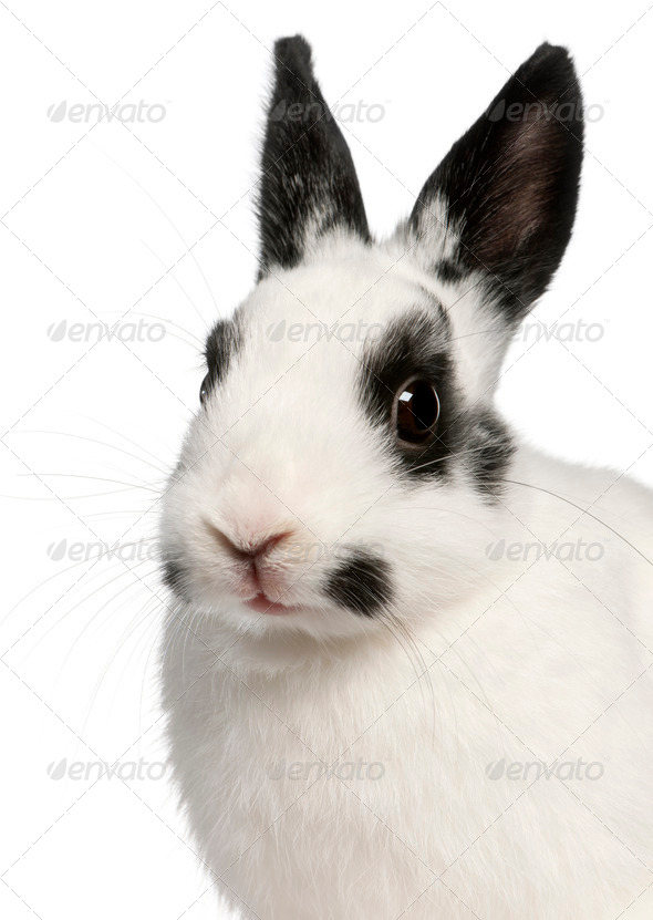 Close-up of Dalmatian rabbit, 2 months old, Oryctolagus cuniculus, in front of white background - Stock Photo - Images