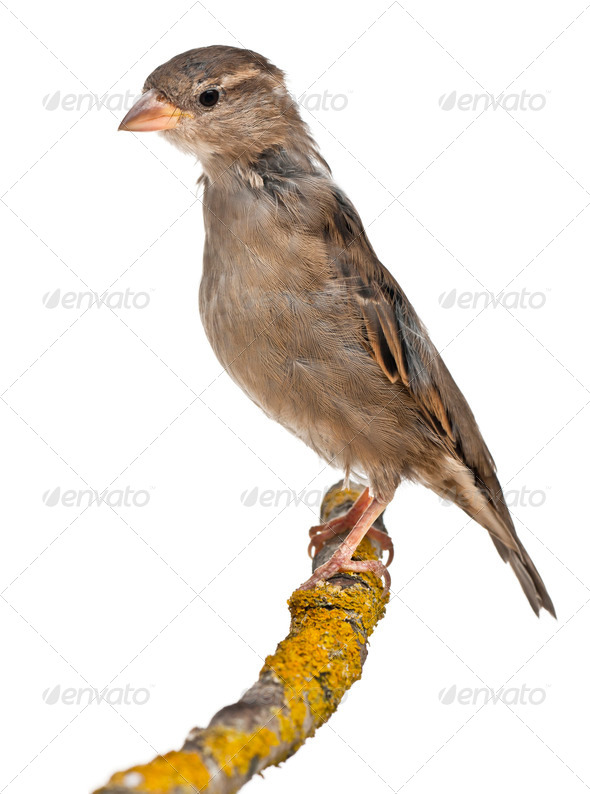 Female House Sparrow, Passer domesticus, 4 months old, on a branch in front of white background - Stock Photo - Images