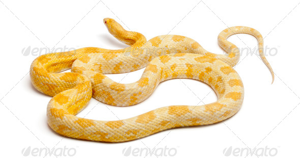 Butter mothley Corn Snake or Red Rat Snake, Pantherophis guttatus, in front of white background - Stock Photo - Images