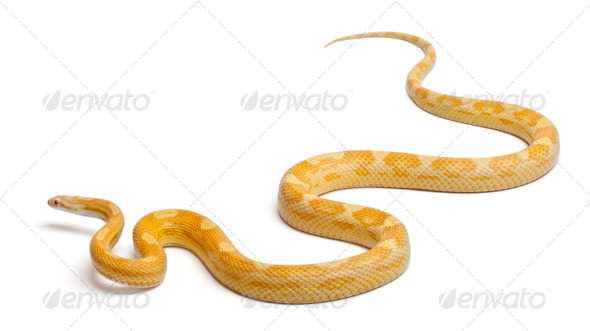Butter mothley Corn Snake or Red Rat Snake, Pantherophis guttatus, in front of white background - Stock Photo - Images
