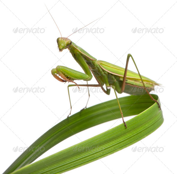 Female European Mantis or Praying Mantis, Mantis religiosa on grass, in front of white background - Stock Photo - Images
