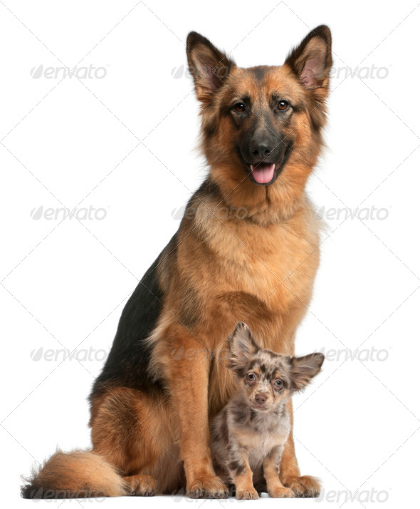 German shepherd, 3 years old, and Chihuahua, 4 months old, sitting in front of white background - Stock Photo - Images