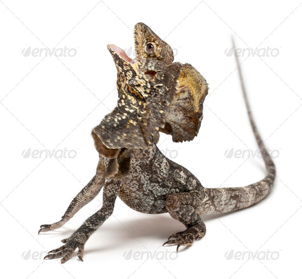 Frill-necked lizard also known as the frilled lizard, Chlamydosaurus kingii - Stock Photo - Images