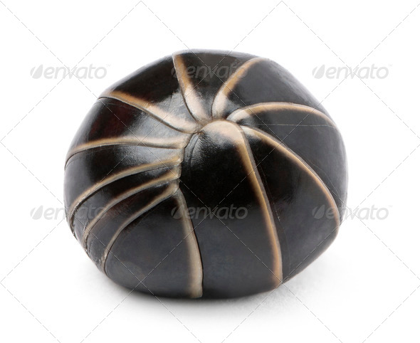 Glomeris marginata rolling itself up into a ball. Is a common European species of pill millipede - Stock Photo - Images