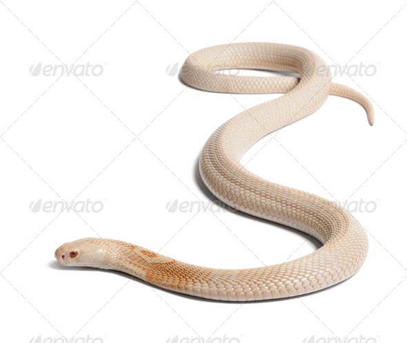 Albinos monocled cobra  - Naja kaouthia (poisonous), white background - Stock Photo - Images