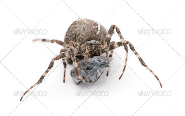 European garden spider, diadem spider, cross spider, or cross orbweaver, Araneus diadematus - Stock Photo - Images