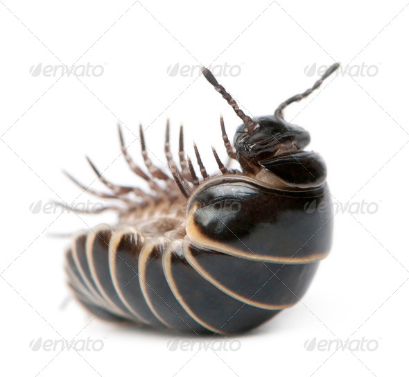 Glomeris marginata. Is a common European species of pill millipede - Stock Photo - Images