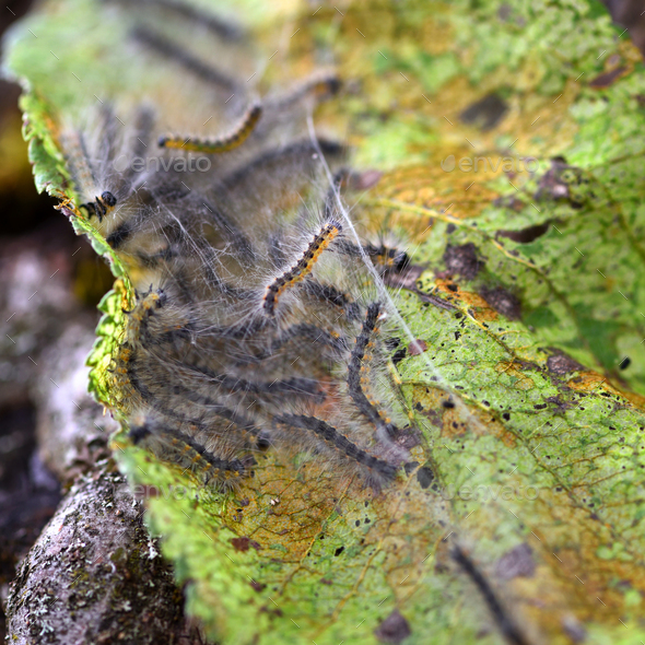 Caterpillars of the Aporia crataegi (black-veined white) eating - Stock Photo - Images
