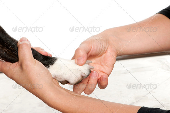 Hands holding a dog's paw in front of white background - Stock Photo - Images