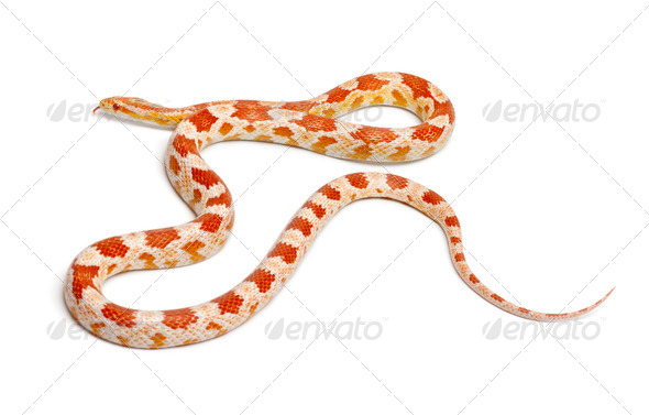 Okkeetee albinos reverse Corn Snake or Red Rat Snake, Pantherophis guttatus