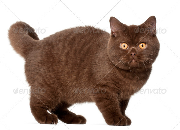 British Shorthair Cat Kitten 4 Months Old Standing In Front Of