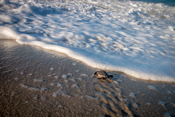 Green sea turtle hatchling on the beach. - Stock Photo - Images