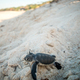 Green sea turtle hatchling on the beach. - PhotoDune Item for Sale