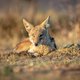 Black-backed jackal laying in the sand. - PhotoDune Item for Sale