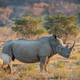 White rhino and baby calf standing in the grass. - PhotoDune Item for Sale