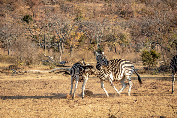 Two Zebras Fighting On A Plain Stock Image Image Of Pattern Beauty