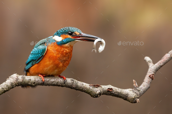 Common kingfisher, alcedo atthis, and the moment of the capture of its fish prey - Stock Photo - Images