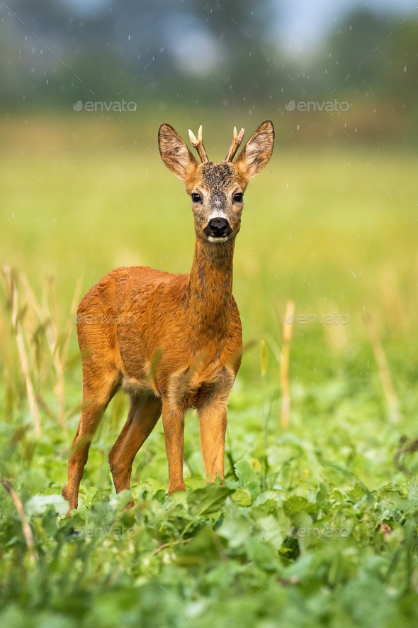 Small Antler