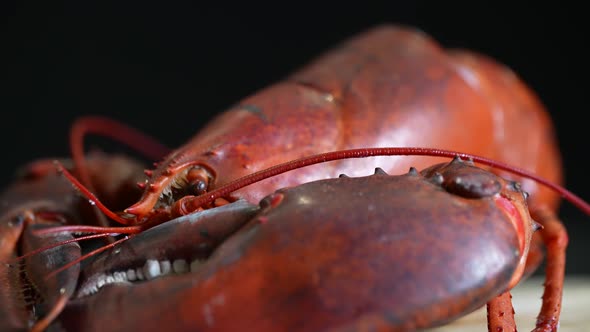 Cooked Lobster 07 alt