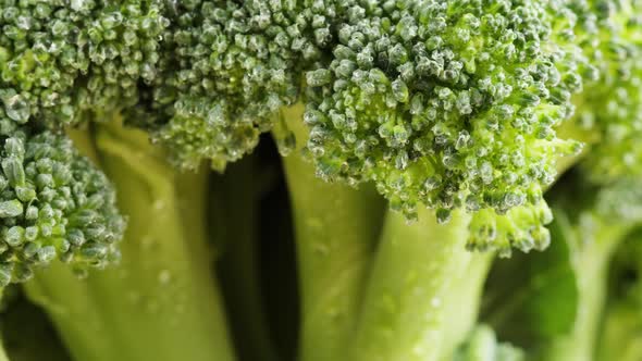 Broccoli Closeup Fresh Green Broccoli and Water Drops Vitamins Raw Food and Vegetarian Lifestyle alt