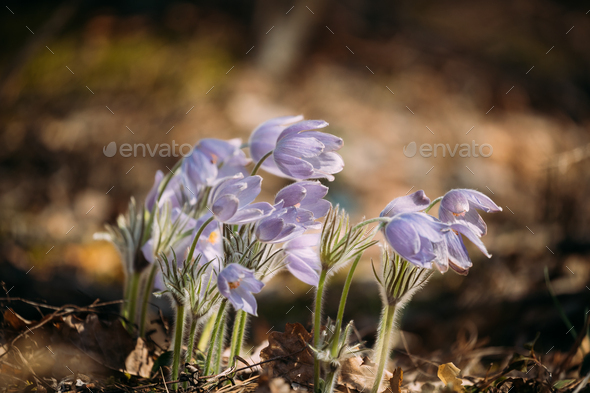 Beautiful Wild Spring Flowers Pulsatilla Patens. Flowering Bloom - Stock Photo - Images