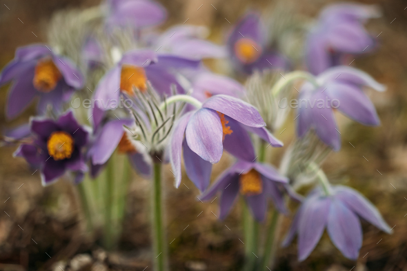 Belarus. Beautiful Wild Spring Flowers Pulsatilla Patens. Flower - Stock Photo - Images