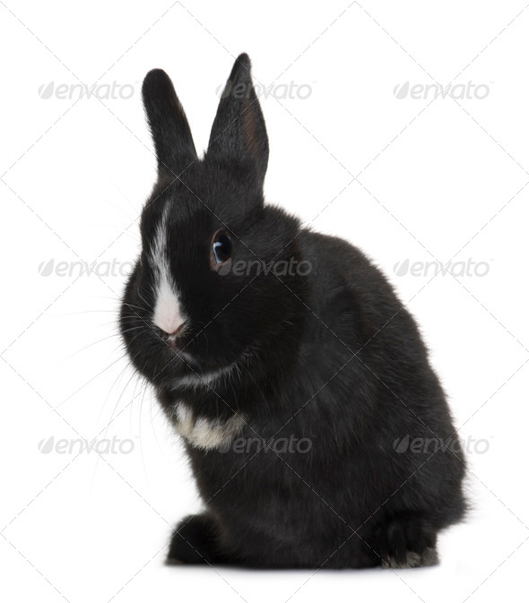 black and white baby rabbit