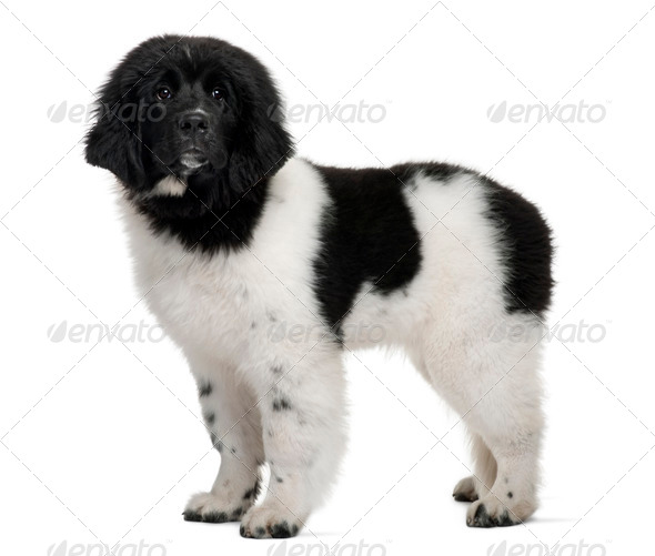 Black and white Newfoundland puppy, 5 months old, standing in front of white background - Stock Photo - Images