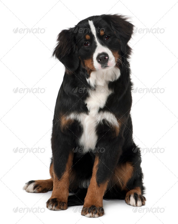 Bernese mountain dog puppy, 6 months old, sitting in front of white