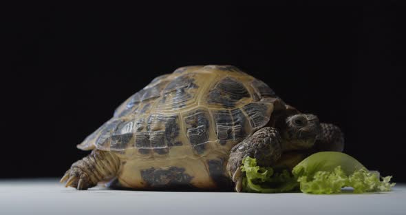 Cute Central Asian Tortoise is Sitting Near a Leaf of Salad Studio Footage alt