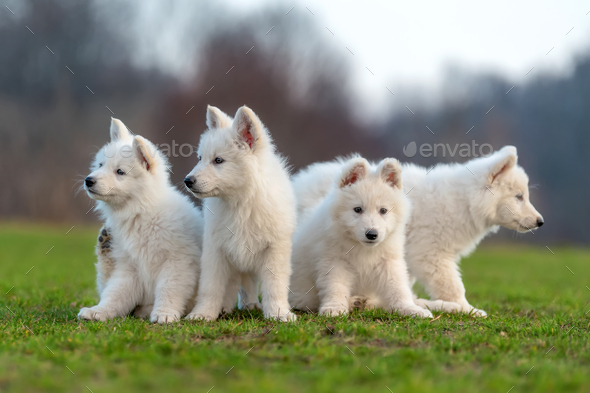 Swiss german shepherd shops puppies for