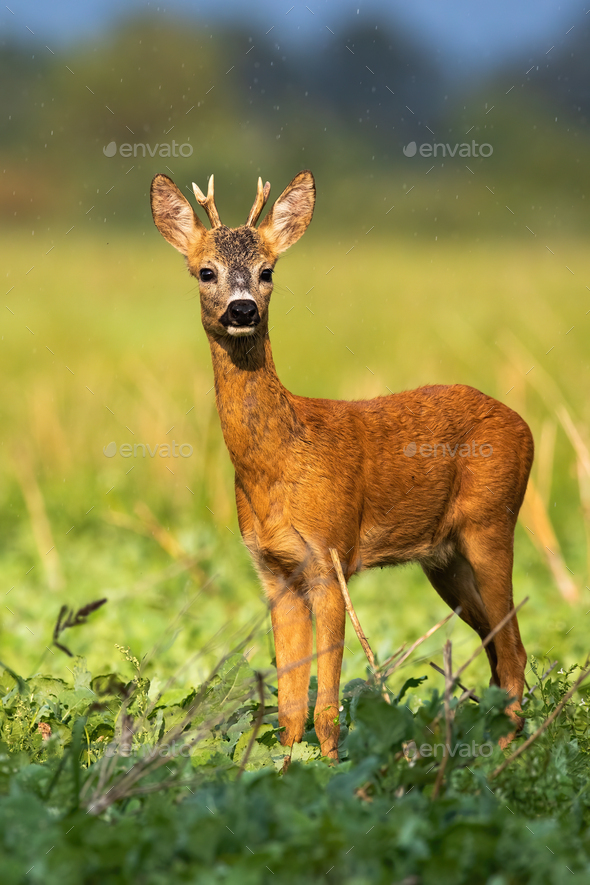 Young roe deer buck sunkissed in the rainy weather in sunny evening in summer - Stock Photo - Images
