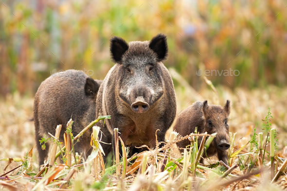 Strong wild boar leading his family while looking for food - Stock Photo - Images