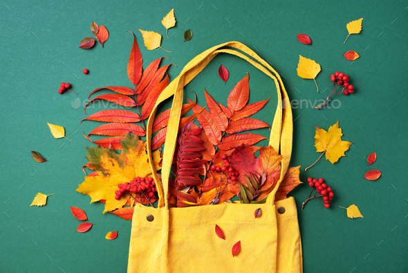 Autumn flat lay composition. Dry maple autumn leaves in yellow shopping bag on green background. Top Stock Photo by jchizhe