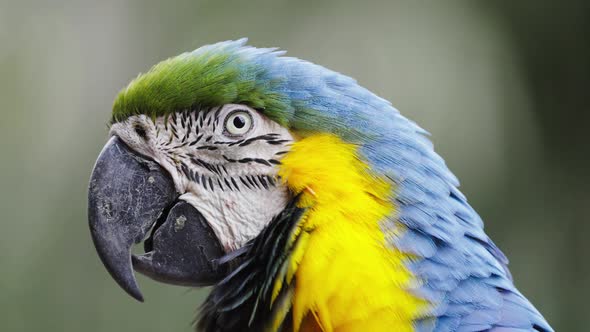 Macro shot of pretty Blue-and-Yellow Macaw Parrot chewing in nature,slow motion alt