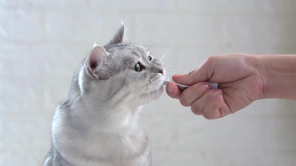 Cute Fat Scottish Cat Licking Snack From Owner Hand alt