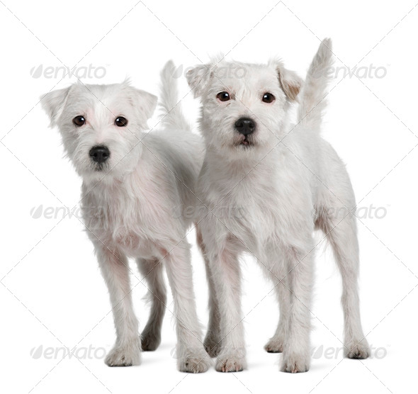 Two Parson Russell Terriers standing in front of white background - Stock Photo - Images