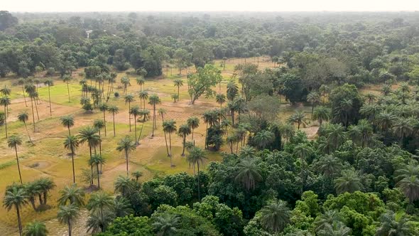 drone shot of forest and farm land in Senegal Africa alt