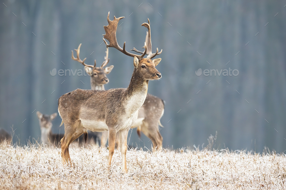 Fallow deer stag standing on a meadow in freezing cold looking aside - Stock Photo - Images