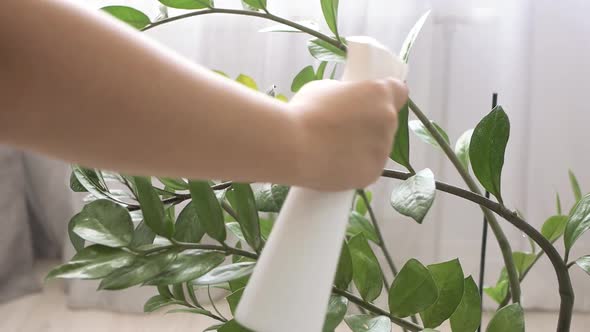 female hand watering green plant with spray bottle in sun room