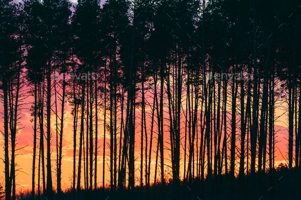 Sunset Sunrise In Pine Forest. - Stock Photo - Images